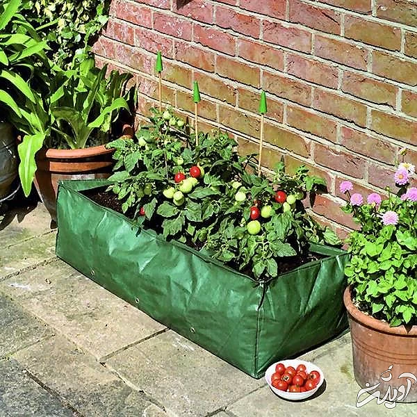 باغچه سبزیجات پرورش سبزی
